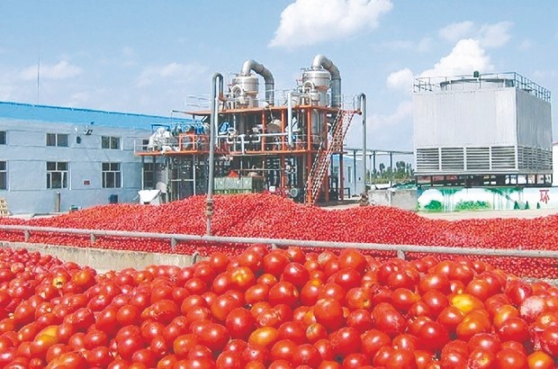 El Tarf/ Des producteurs de tomates soulagés après le règlement de leurs créances