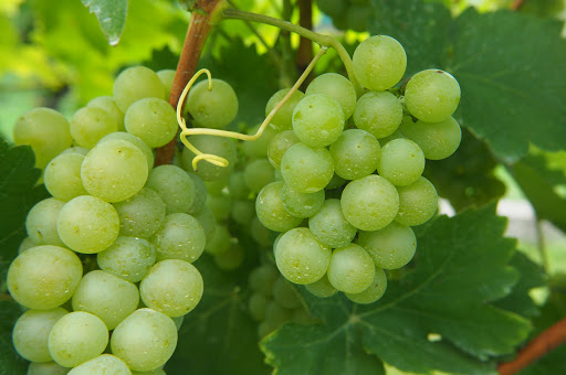 Ghardaïa et El-Menea/   Les vignerons défient le climat et produisent du raisin en grande quantité