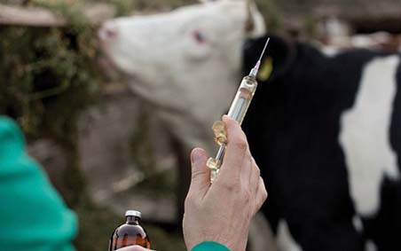 Ghardaïa/ Lancement de la campagne de vaccination de rappel contre la fièvre aphteuse