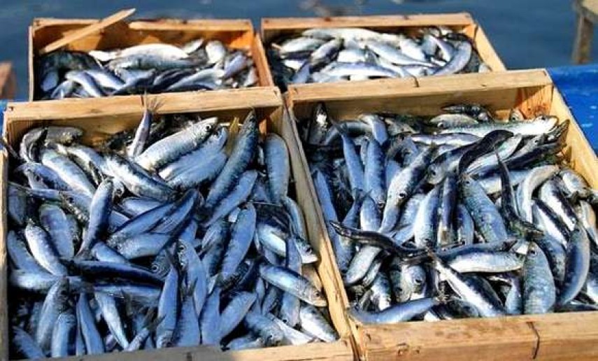 Mostaganem/ Plus de 70 tonnes de poissons débarquées en une journée aux ports de la wilaya