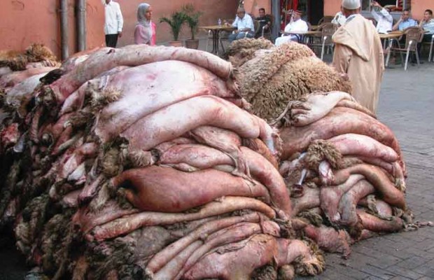 Djelfa/ Collecte de 5.000 peaux de bêtes sacrifiées au premier jour de l’Aïd El Adha