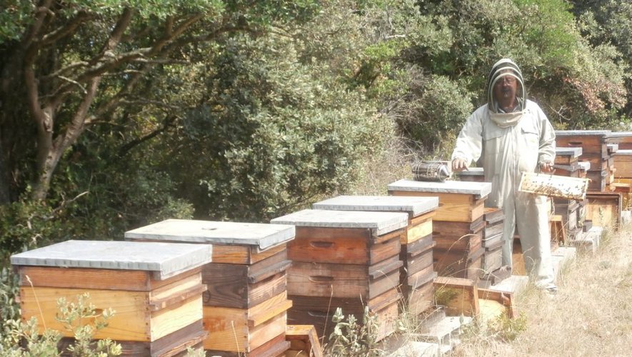 Constantine/ Distribution de plus de 800 ruches aux apiculteurs victimes des incendies