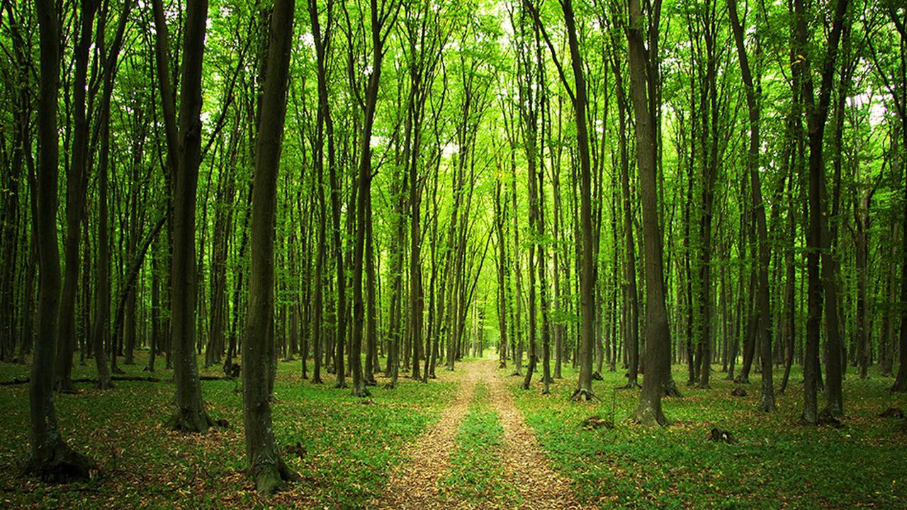 Blida/ La conservation des forêts en campagne contre les risques d’incendies