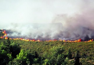 Béjaïa/  140 hectares de végétation brûlés durant le mois de juillet