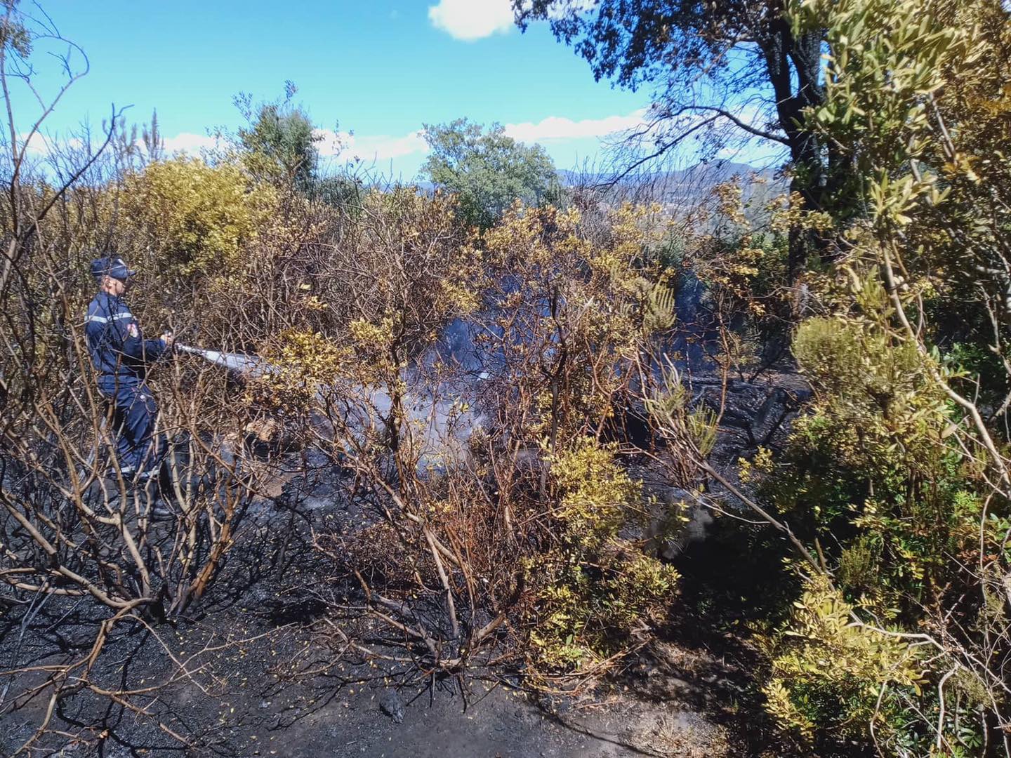 Feux de forêt / Mobilisation de tous les moyens pour le lancement de l’opération d’indemnisation