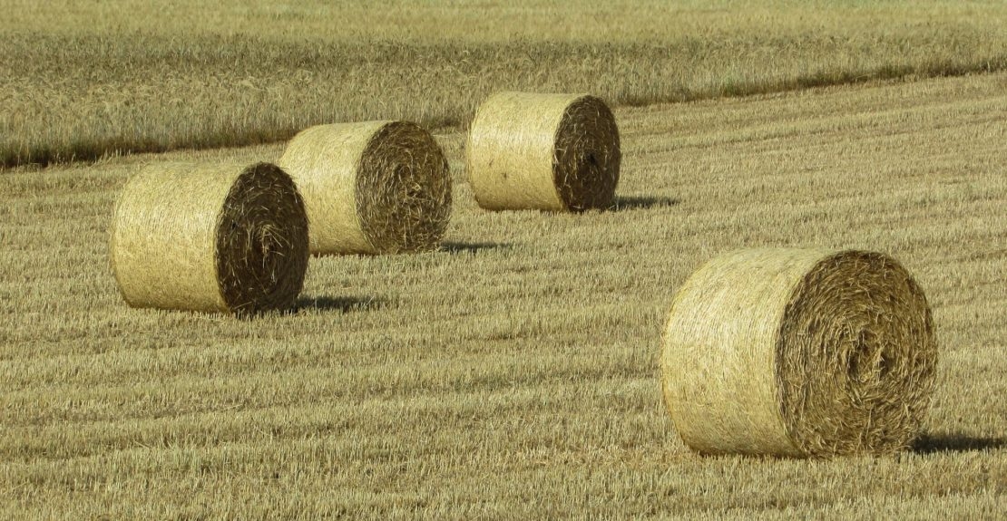Oran / Extension de la culture du fourrage vert à plus de 500 hectares