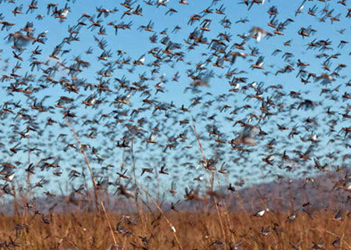 10e session du Comité de lutte contre le criquet pèlerin dans la région de l’Ouest / Les efforts de l’Algérie dans la lutte antiacridienne soulignés