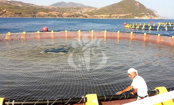 Souad Lamoudi, chercheuse et chef de serviceau CNRDPA / L’aquacultureest un besoin impératif pour faire face à l’épuisement des ressources halieutiques