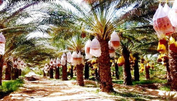 Touggourt / Des mesures préventives contre le ravageur du palmier