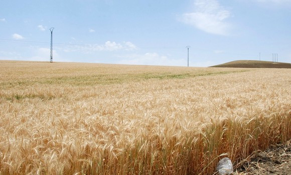 Constantine / Séminaire national sur la filière blé à l’Université des Frères Mentouri