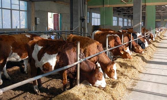 Selon le ministre de l’Agriculture et du Développement rural / Les résultats préliminaires du recensement du cheptel connus vers la fin décembre