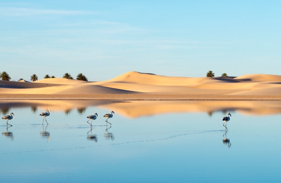 Environnement / Plus de 1500 oiseaux recensés dans les zones humides de la wilaya de Touggourt