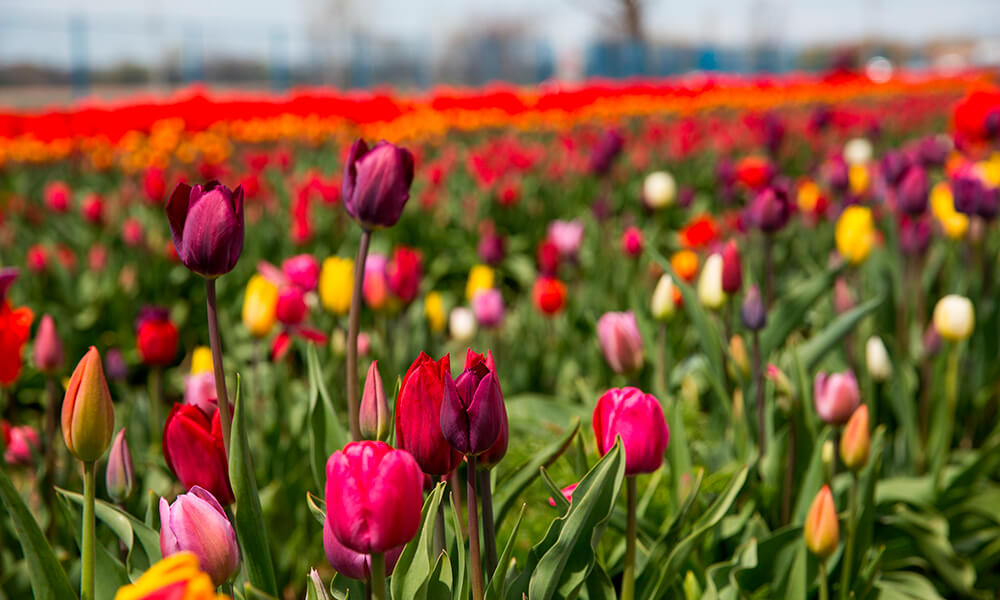 Merveilleuse nature / Au royaume des fleurs