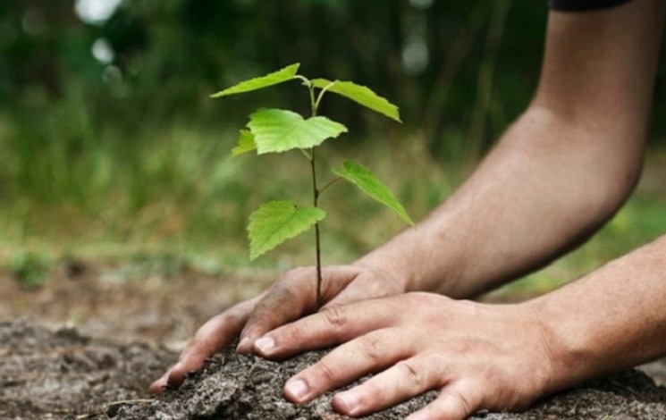 Reboisement / Plus de 4 millions d’arbrisseaux plantés en quatre mois.