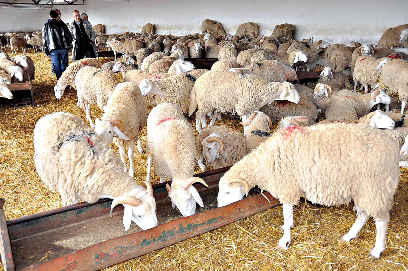 Aliment de bétail / L’ONAB annonce une baisse des prix