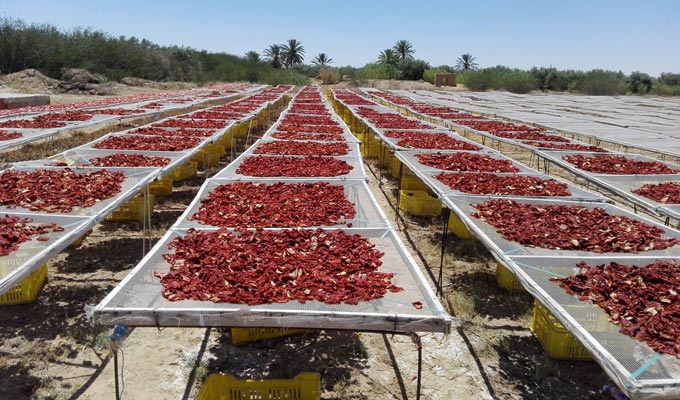Annaba / L’art de sécher la tomate