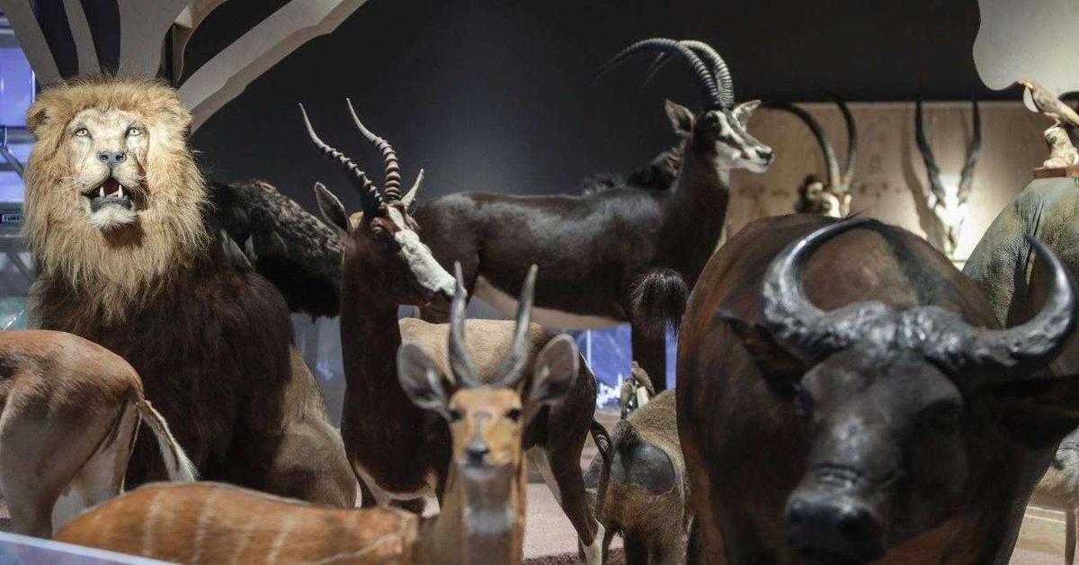 Afrique du Sud / Une exposition sur la complicité homme-animal