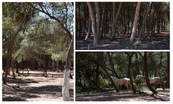 Projet de loi / Encourager les investissements en rapport avec la protection des forêts