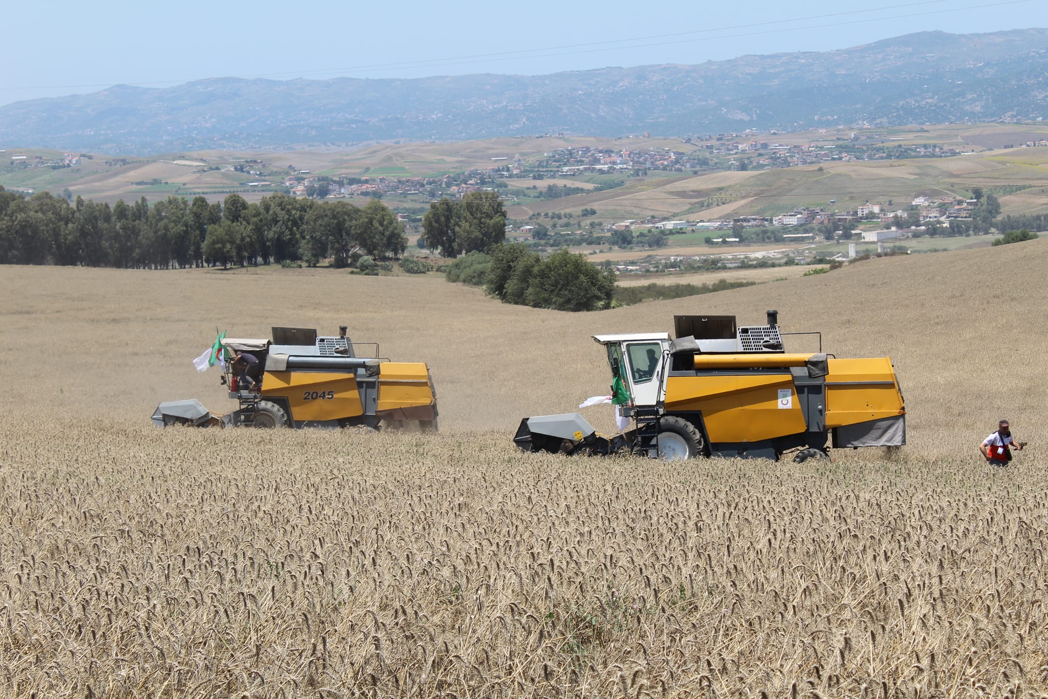 Tizi-Ouzou / Plus de 88 000 quintaux de céréales attendus cette année