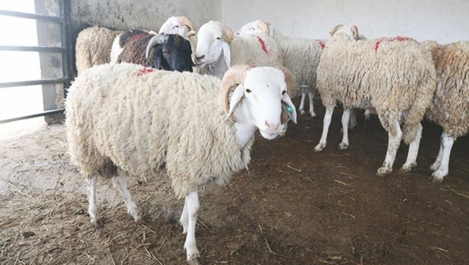 Opérations d’abattage et valorisation des peaux de moutons de l’Aïd / Campagnes de sensibilisation à travers tout le pays