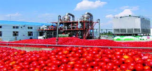 Chlef / Production record de tomates