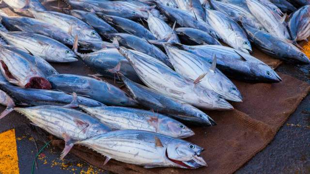 Thon rouge/L’Algérie a pêché la totalité de son quota annuel