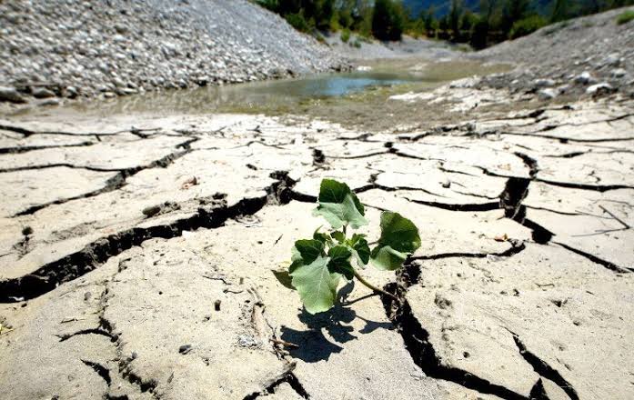 Guelma / Evaluation des pertes agricoles à cause de la rareté de l’eau