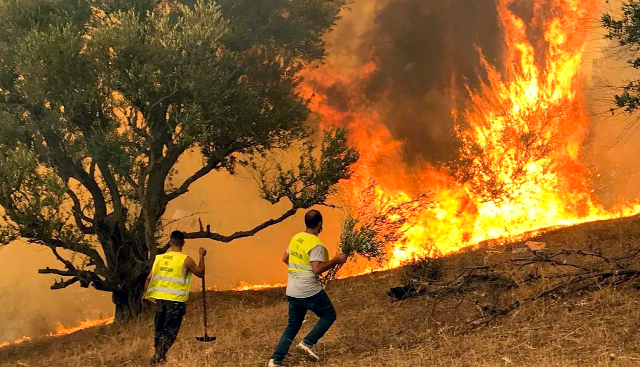 Feux de forêt Bouira / Plus de 8000 ha détruits et des pertes colossales en équipements et  matériels