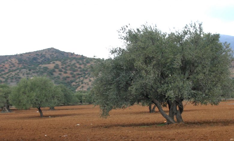 Hausse de 46% de la superficie oléicole