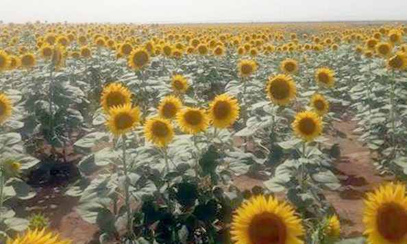 Oran / Succès de la culture du tournesol