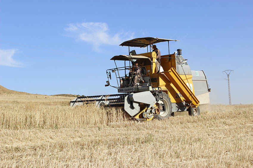 Sécurité alimentaire / 10.000 hectares consacrés pour les céréales à Timimoune