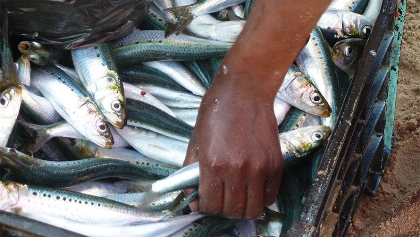 Produits de la pêche / Badani annonce plus de 35 millions de dollars d’exportation vers les pays africains en 2023