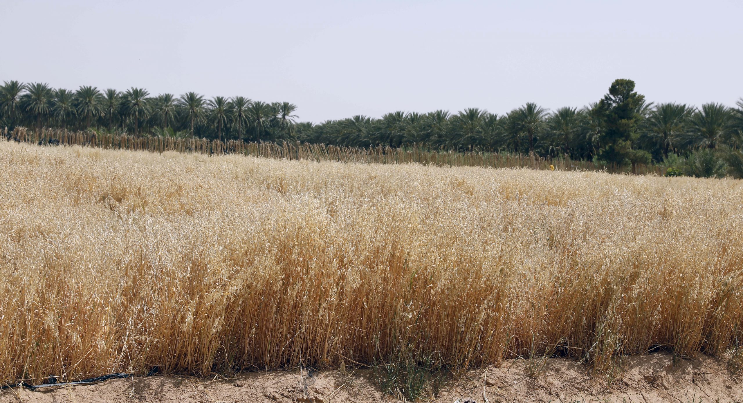 Ouargla / Remise de 30 actes d’attribution de terres agricoles