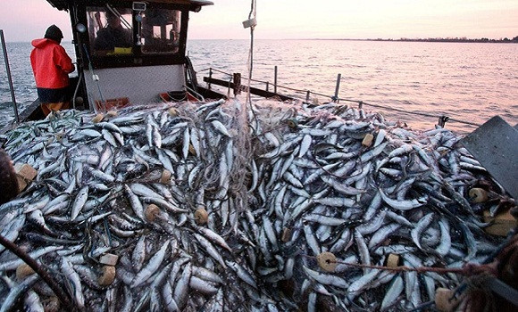 Commerce extérieur / Aïn Temouchent  exporte des produits halieutiques pour 1,7 million d’euros en 2023