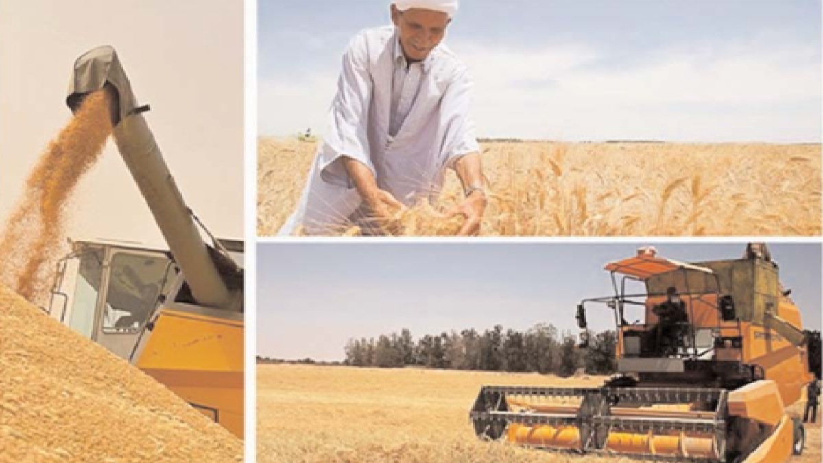 Tiaret / Un pôle agricole prometteur à Rechaiga