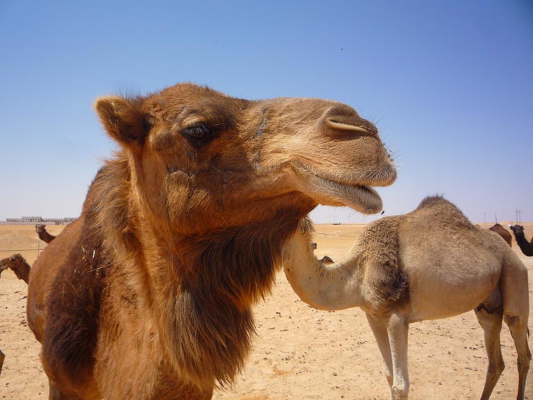 Ouargla / L’élevage camelin pour assurer la sécurité alimentaire