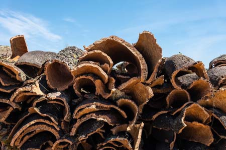 Tissemsilt/ Une production de plus de 344 qx de liège