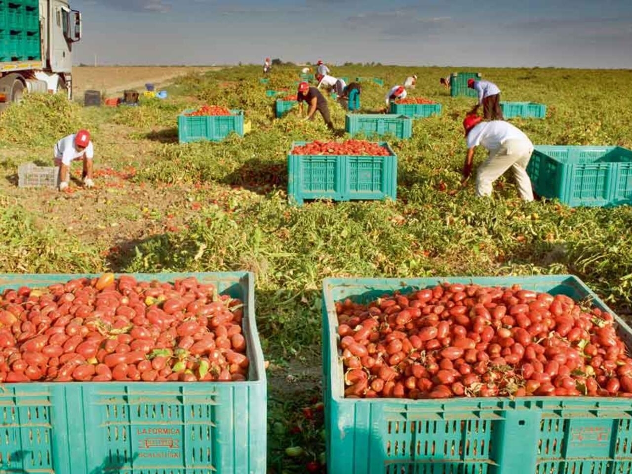 Guelma /Augmentation de la surface réservée à la culture de la tomate industrielle