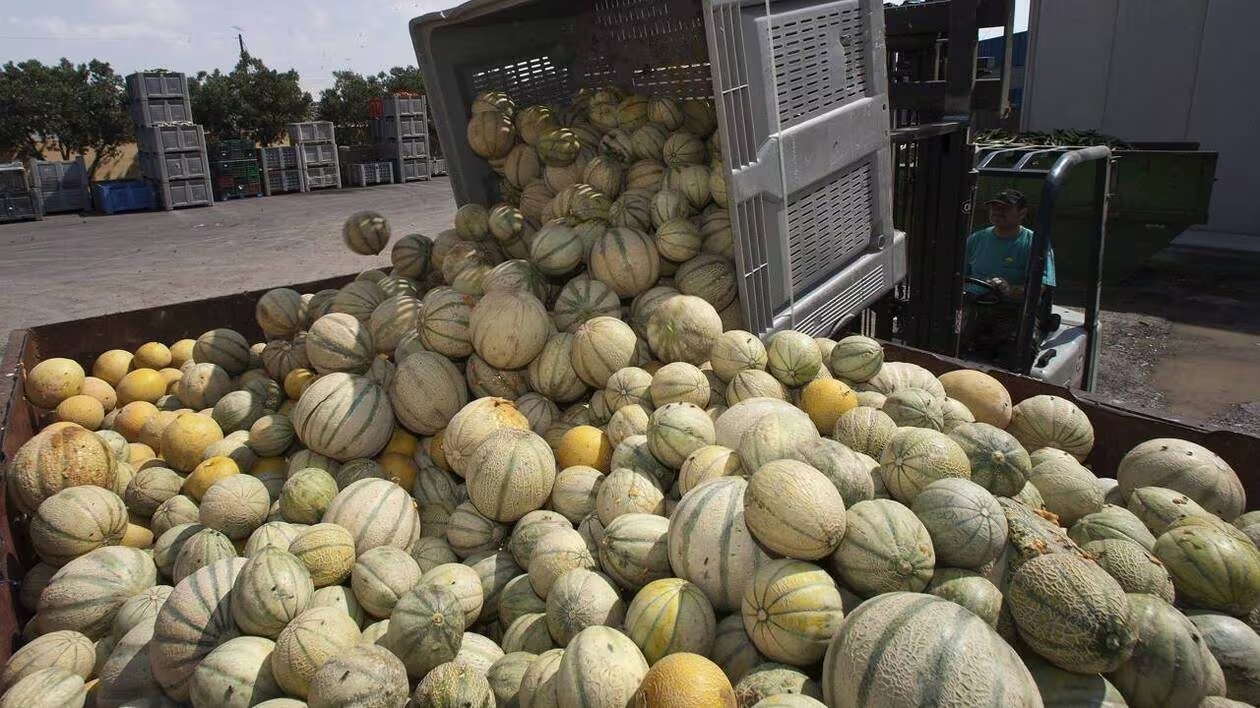 Espagne / Saisie de 25 tonnes de haschich dans un camion de melons venu du Maroc 