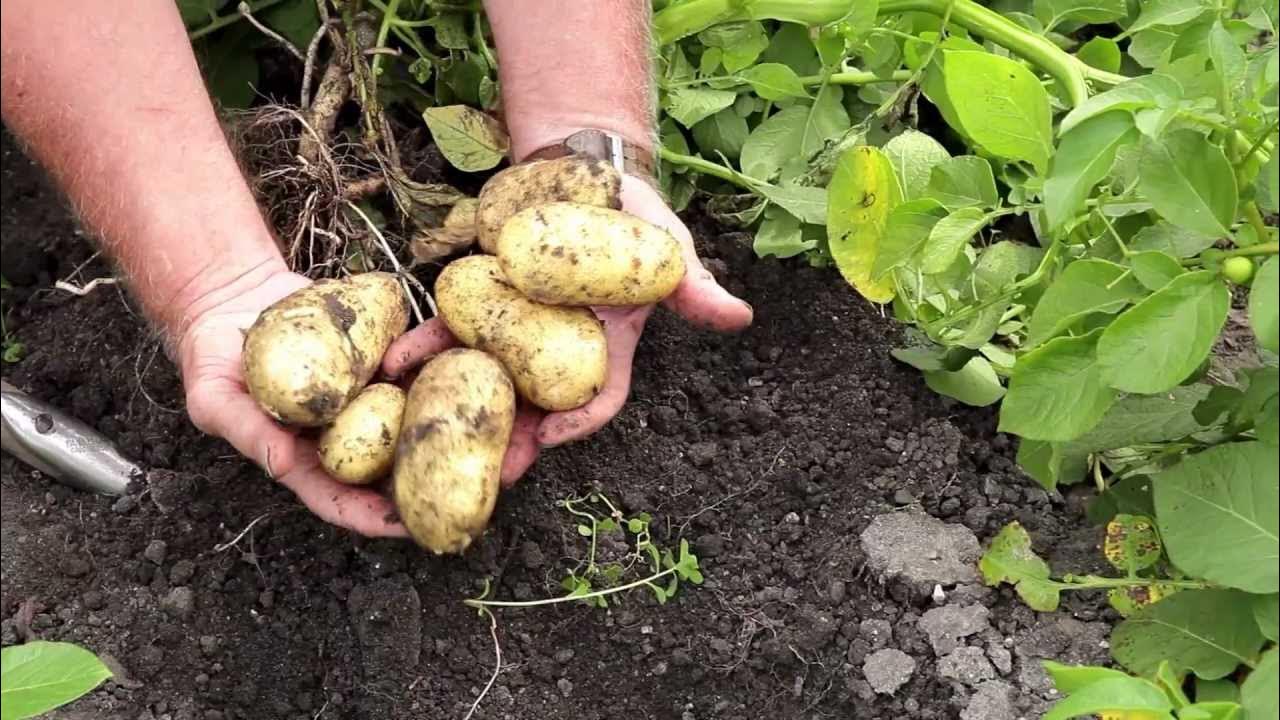 El-Bayadh / 950 hectares pour cultiver la pomme de terre de saison