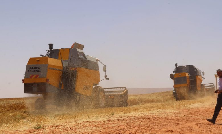 Timimoun / 350 000 quintaux de céréales attendus pour la saison actuelle