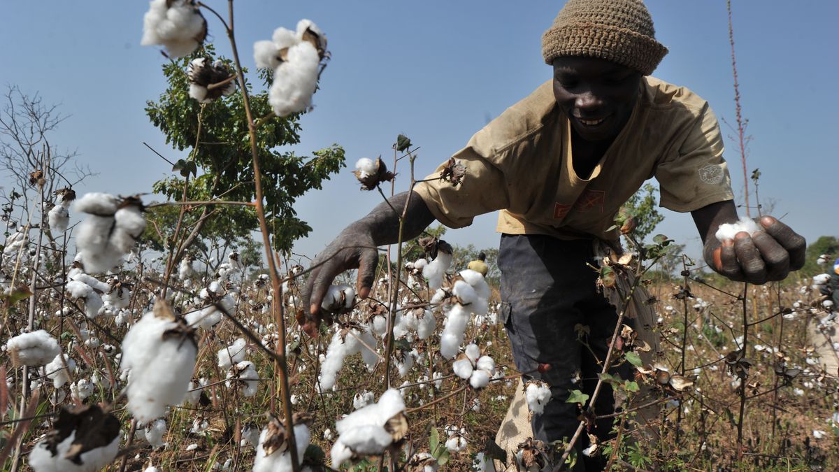 A cause du changement climatique / Les producteurs de coton du Tchad suent pour rien