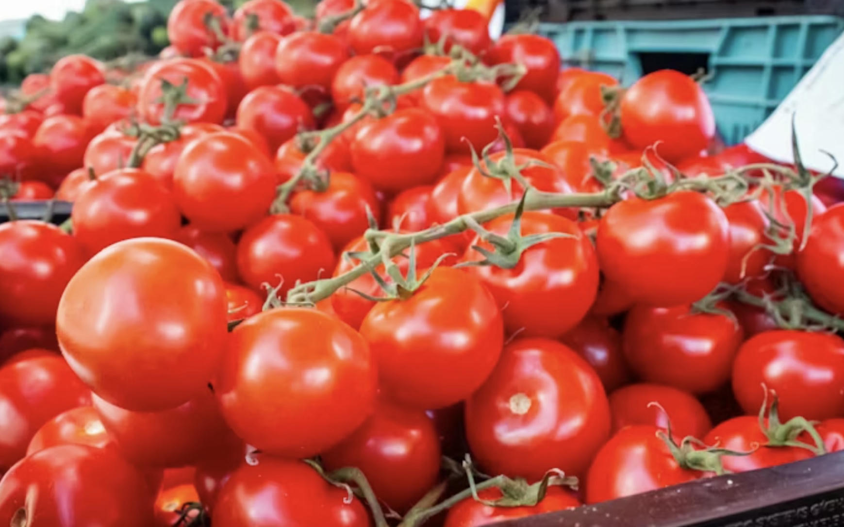 Chlef / La superficie dédiée à la tomate industrielle portée à 2 700 ha