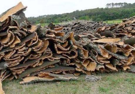 Tizi-Ouzou/ Une récolte de plus de 4.000 quintaux de liège attendue