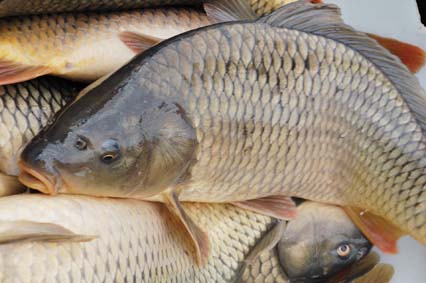 Productions halieutiques     Exportation de la première cargaison de carpes vers le Burkina Faso