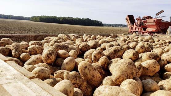 Relizane / 150.000 quintaux de pommes de terre de saison attendus