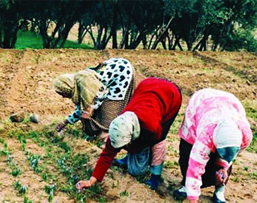 Oran / Rencontre autour de l’entrepreneuriat au profit des agriculteurs et des femmes rurales