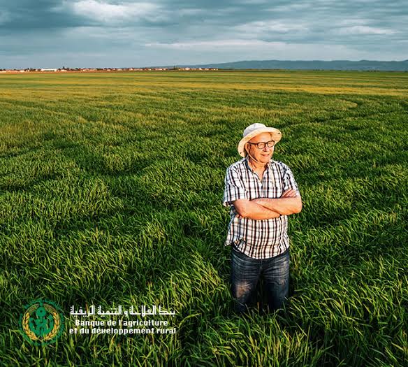 Constantine / Près de 1700 dossiers de crédits R’fig validés pour les céréaliculteurs