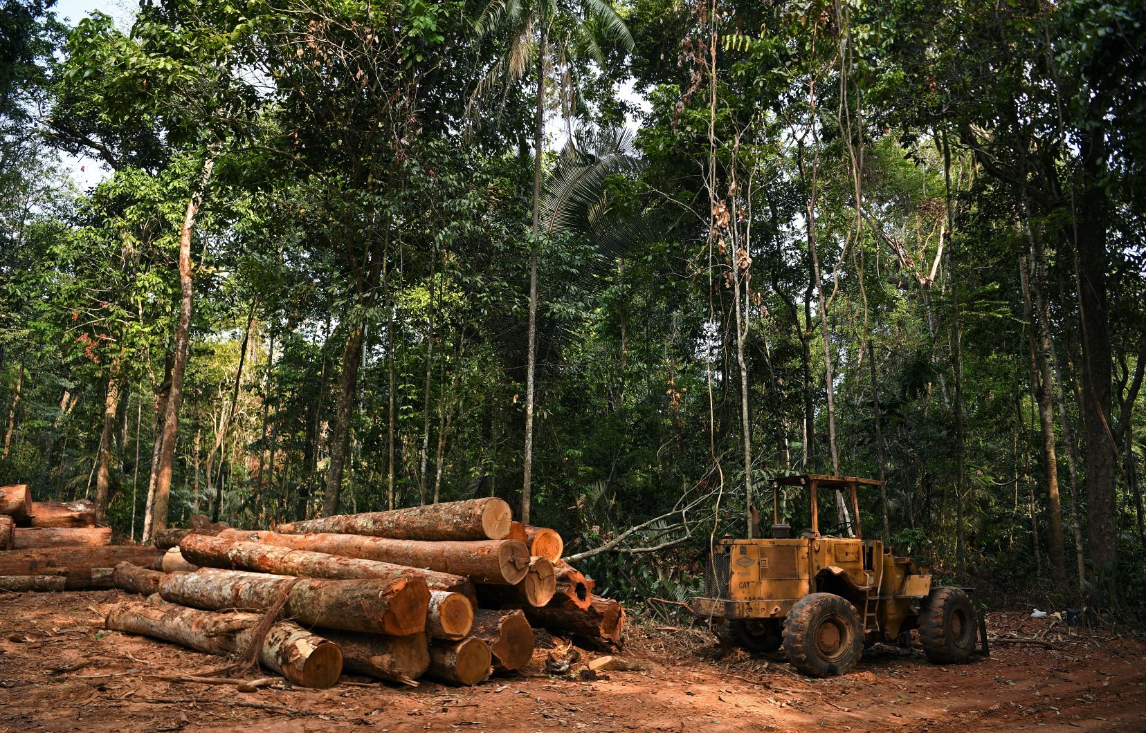 Déforestation illégale en Amérique latine / Interpol et les autorités paraguayennes s’attaquent au trafic de bois