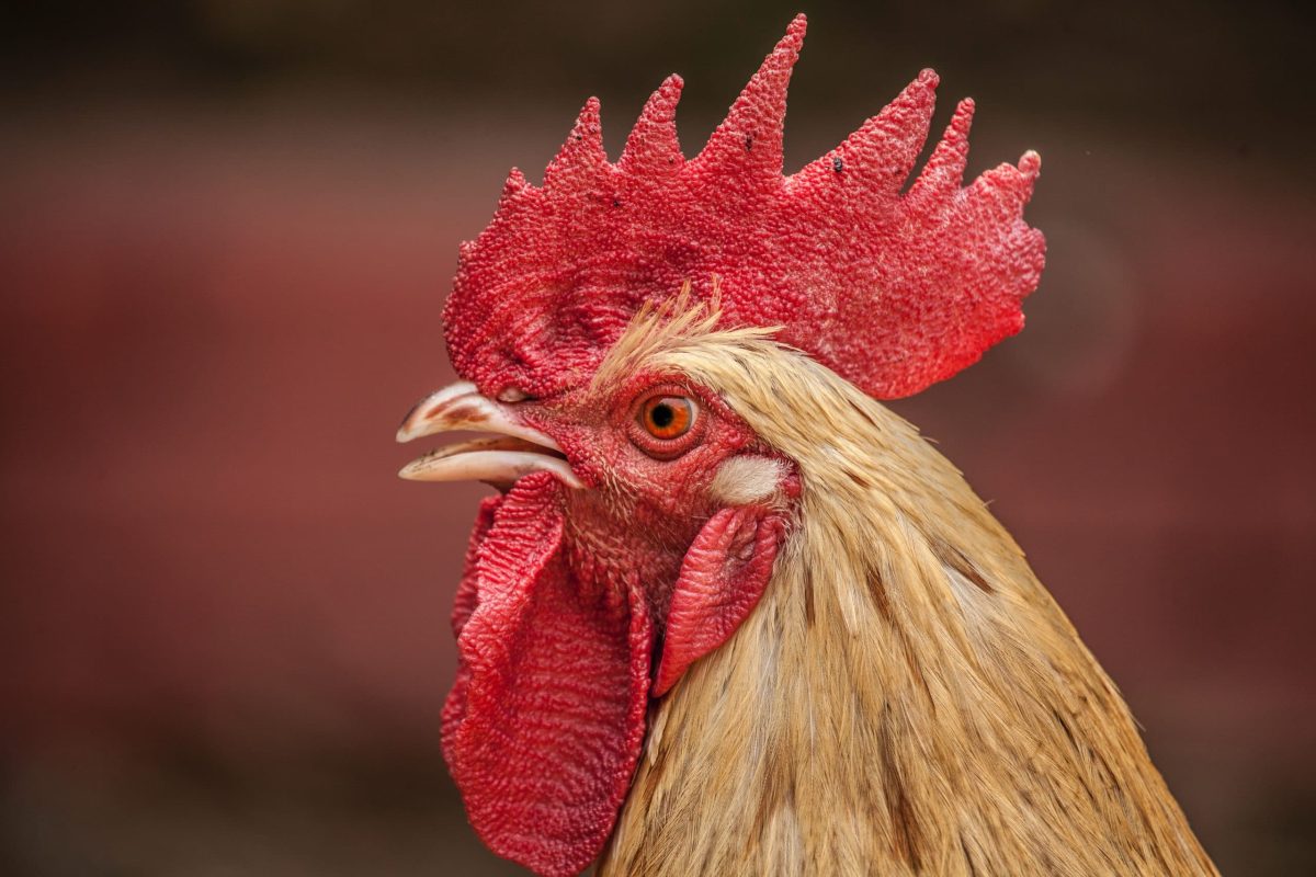 Elle se transmet de l’oiseau à l’homme / Alerte à la grippe aviaire au Royaume-Uni